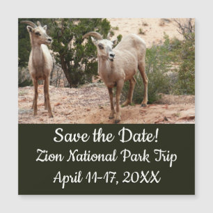 Grappige dikhoornige schapen in Zion National Park