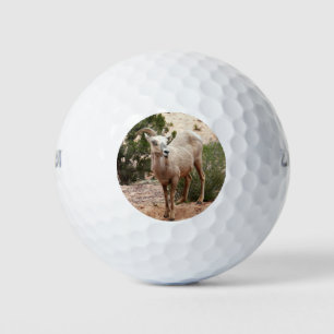 Grappige dikhoornige schapen in Zion National Park Golfballen