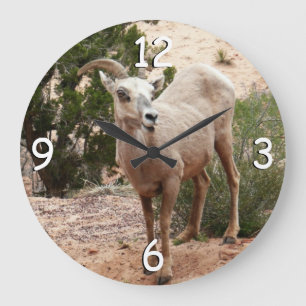 Grappige dikhoornige schapen in Zion National Park Grote Klok