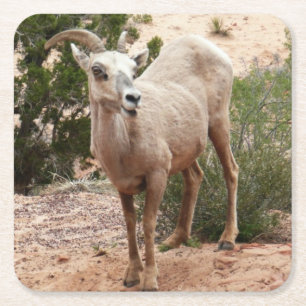 Grappige dikhoornige schapen in Zion National Park Kartonnen Onderzetters