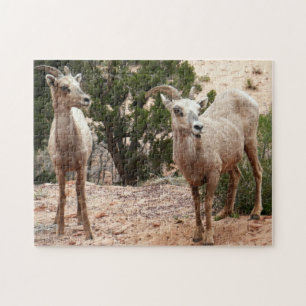 Grappige dikhoornige schapen in Zion National Park Legpuzzel