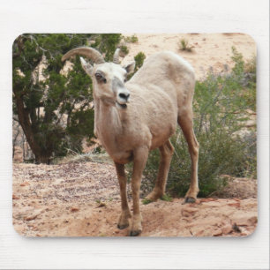 Grappige dikhoornige schapen in Zion National Park Muismat
