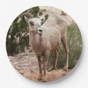 Grappige dikhoornige schapen in Zion National Park Papieren Bordje