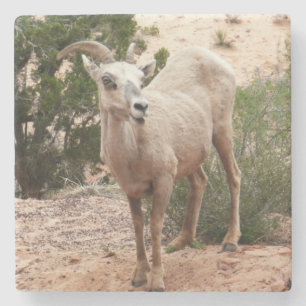 Grappige dikhoornige schapen in Zion National Park Stenen Onderzetter