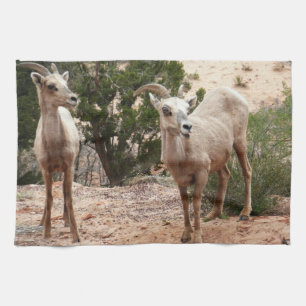Grappige dikhoornige schapen in Zion National Park Theedoek
