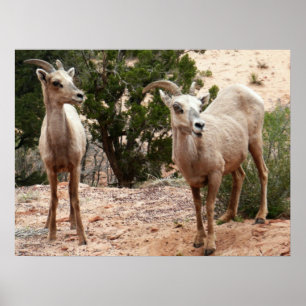 Grappige dikhoornschapen in Zion National Park Poster