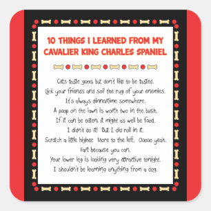 Grappige dingen die ik heb geleerd van Cavalier Ki Vierkante Sticker