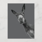 Grappige Donkey Grayscale Portretkunst Briefkaart (Voorkant)