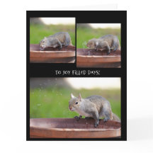 Grappige eekhoorn met pensioen van de groep