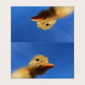 grappige eend in blauwe kaart visitekaartje (Buitenkant ongevouwen)