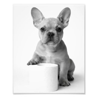 Grappige esthetische Franse Bulldog Toilet Papier Foto Afdruk