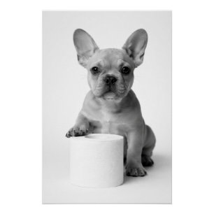 Grappige esthetische Franse Bulldog Wc-papier Foto Perfect Poster