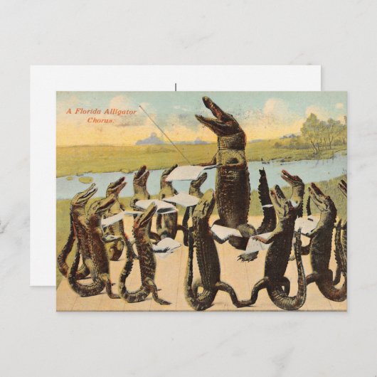 Grappige Florida Gator Koor Postkaart (Voorkant / Achterkant)