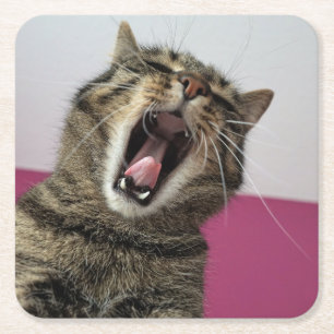 Grappige foto Cat Lover Kartonnen Onderzetters