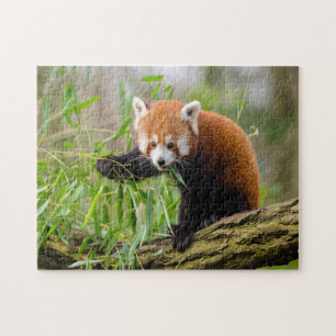 grappige foto van rode panda legpuzzel