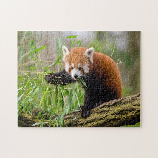 grappige foto van rode panda legpuzzel (Horizontaal)