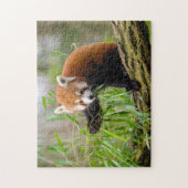 grappige foto van rode panda legpuzzel (Verticaal)