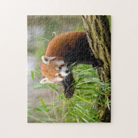 grappige foto van rode panda legpuzzel (Verticaal)