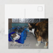 Grappige foto van twee katten "een echte strijd" briefkaart (Voorkant / Achterkant)