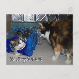 Grappige foto van twee katten "een echte strijd" briefkaart