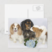 Grappige gezichten Cavalier King Charles Spaniels Briefkaart (Voorkant / Achterkant)