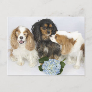 Grappige gezichten Cavalier King Charles Spaniels Briefkaart