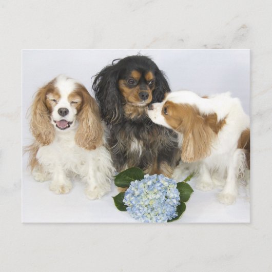 Grappige gezichten Cavalier King Charles Spaniels Briefkaart (Voorkant)