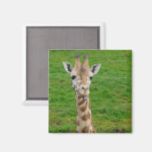 Grappige Giraffe die uit tong steekt! Magneet (Voorkant / Achterkant)