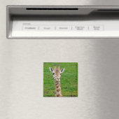 Grappige Giraffe die uit tong steekt! Magneet (Insitu (Vaatwasser))
