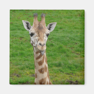 Grappige Giraffe die uit tong steekt! Magneet