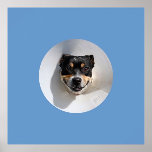 Grappige glimlachende hond poster (Voorkant)