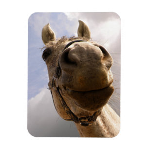 Grappige grijze paardenneus close-up magneet
