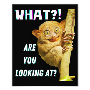 Grappige Grote Ogen Tarsier Waar Kijk Je Naar Foto Afdruk
