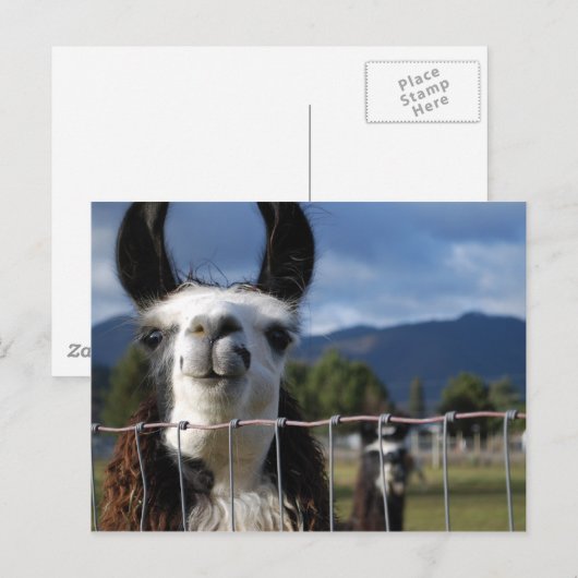 Grappige het Glimlachen Lama in Zuidelijk Oregon Briefkaart (Voorkant / Achterkant)