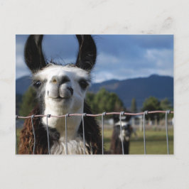 Grappige het Glimlachen Lama in Zuidelijk Oregon Briefkaart