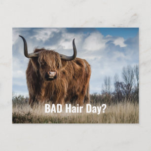 Grappige Highland Koe Foto Bad Hair Day? typografi Briefkaart