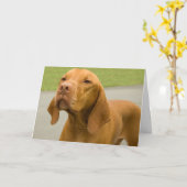 Grappige Hond Foto Vizsla Kaart (Gele Bloem)