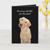 Grappige hond / Lab Verjaardag Kaart (Gele Bloem)