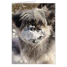 Grappige hond met sneeuw op neus