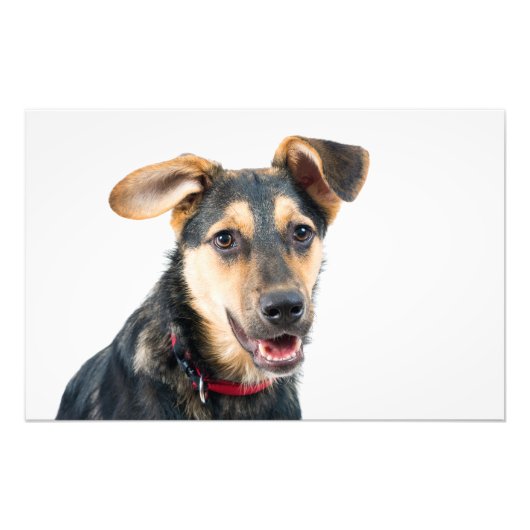 Grappige hond puppy foto afdruk (Voorkant)