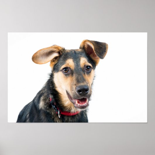 Grappige hond puppy poster (Voorkant)