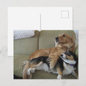 Grappige honden die een schattige golden retriever briefkaart (Voorkant / Achterkant)