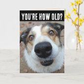 GRAPPIGE HONDENVERJAARDAG OUDERE WENSKAARTEN KRIJG KAART (Gele Bloem)