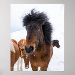 Grappige IJslandse Paardenportret Poster