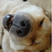 grappige japanse akita met een leuke glimlach legpuzzel