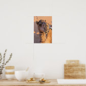 Grappige Kameel Poster (Keuken)
