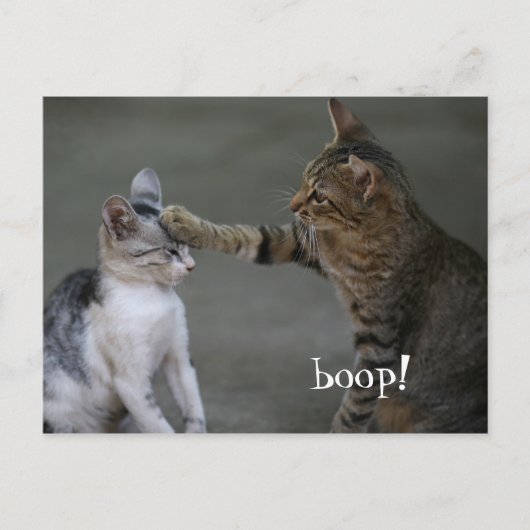 Grappige kat ansichtkaart Boop Briefkaart (Voorkant)