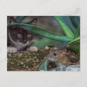 Grappige kat- en muis-ansichtkaart briefkaart