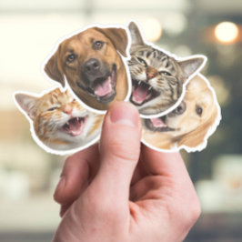 Grappige kat & hond gezichten met uw aangepaste fo sticker