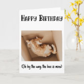 Grappige kat in een doos Verjaardag Wenskaart Kaart (Gele Bloem)